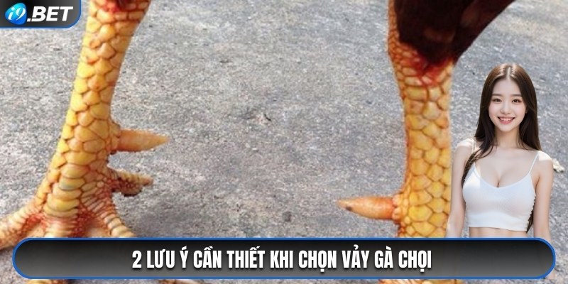 2 lưu ý cần thiết khi chọn vảy gà chọi