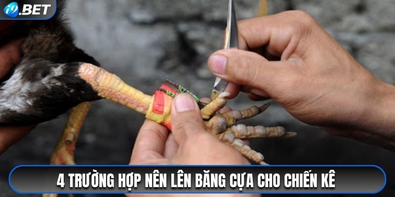 4 trường hợp nên lên băng cựa cho chiến kê