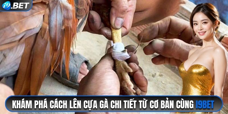 cách lên cựa gà